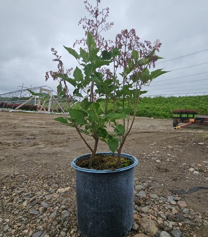 Syringa patula Dream Cloud™