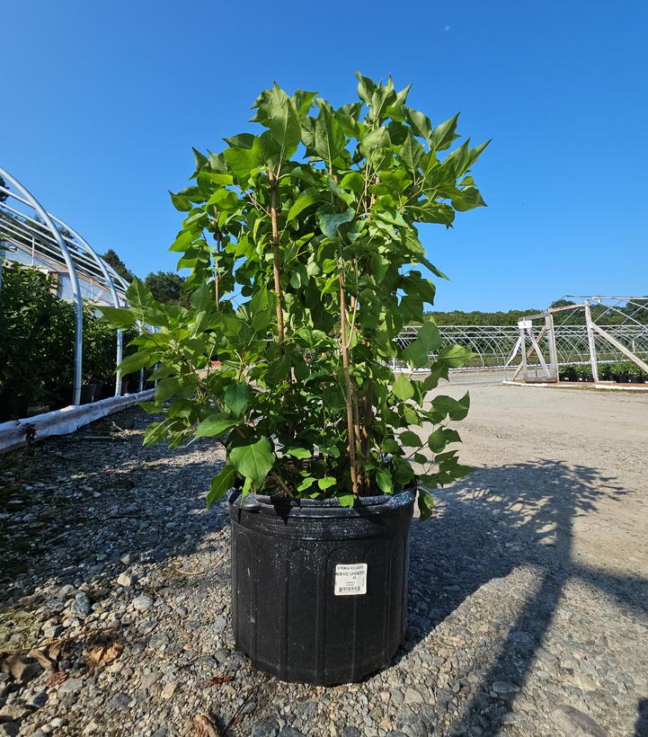 Syringa vulgaris New Age™ Lavender