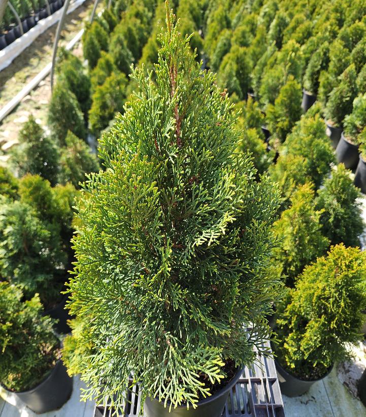 Thuja occidentalis Emerald Squeeze™