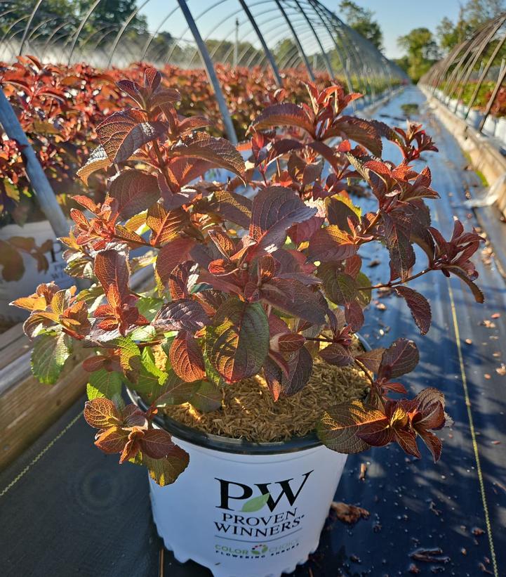 Weigela florida Midnight Sun®