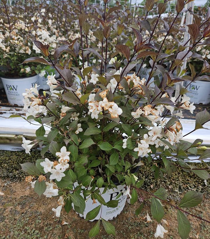 Weigela florida Wine & Spirits®