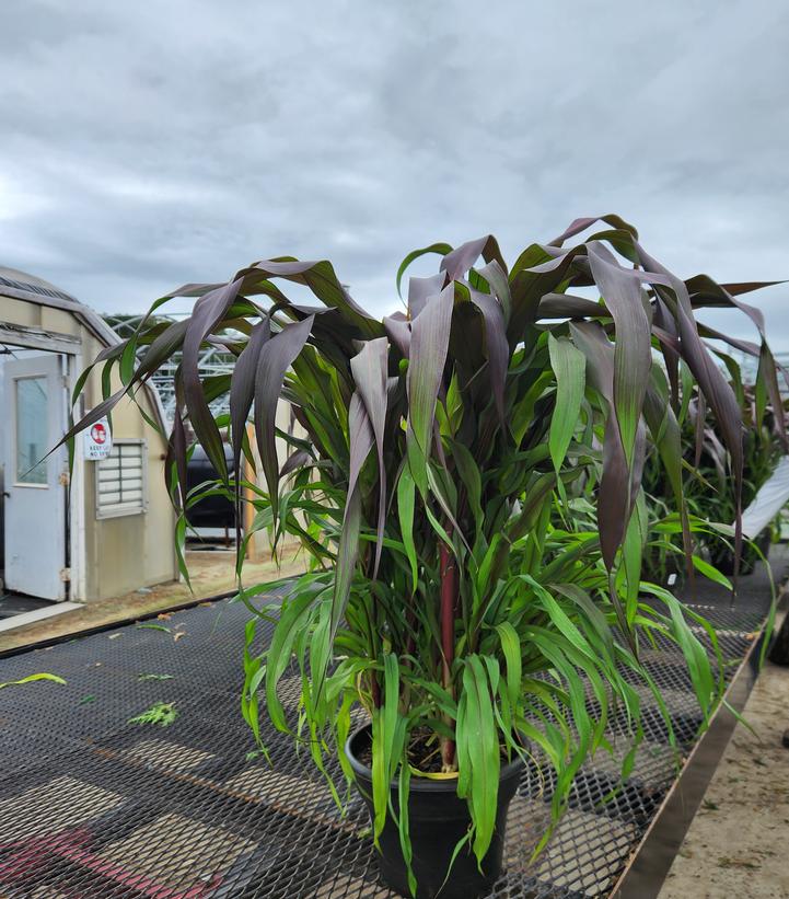 Pennisetum glaucum Purple Baron