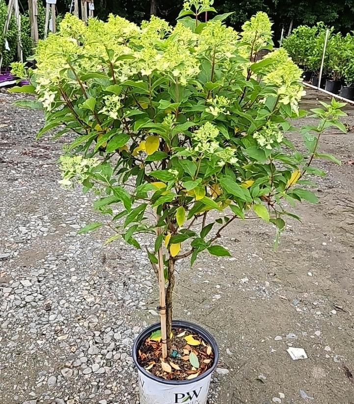 Hydrangea paniculata Quick Fire Fab®