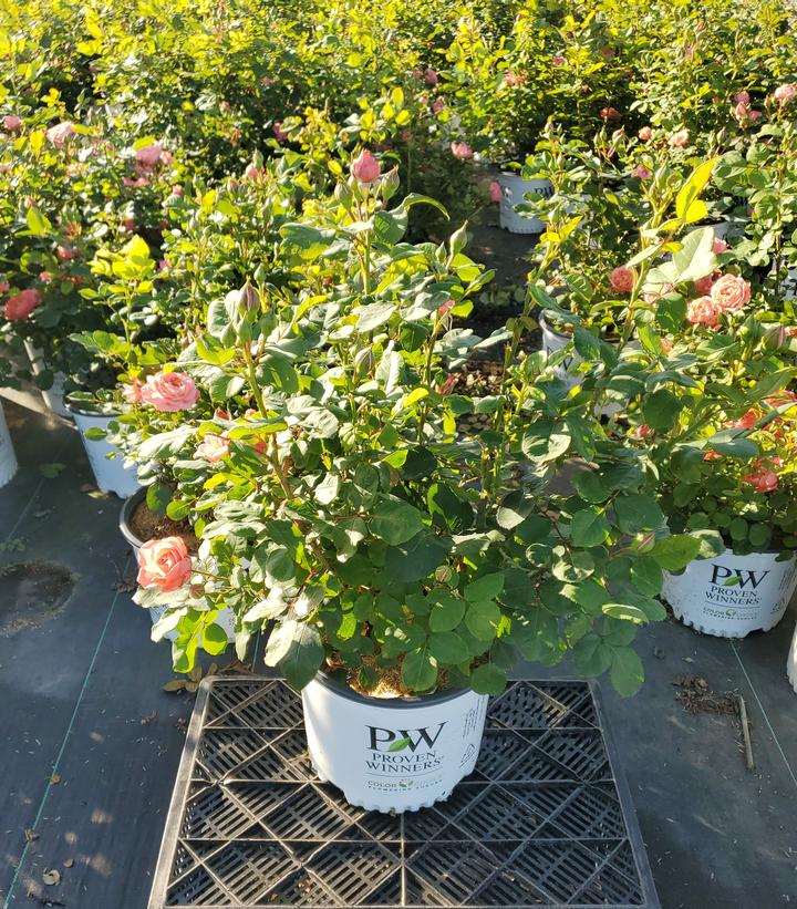 Rosa x Reminiscent® Coral