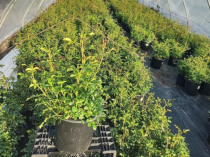 Rosa Flower Carpet® Mini Cherry