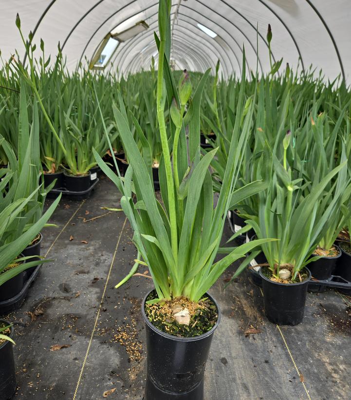 Iris germanica 'Paprika Fono'