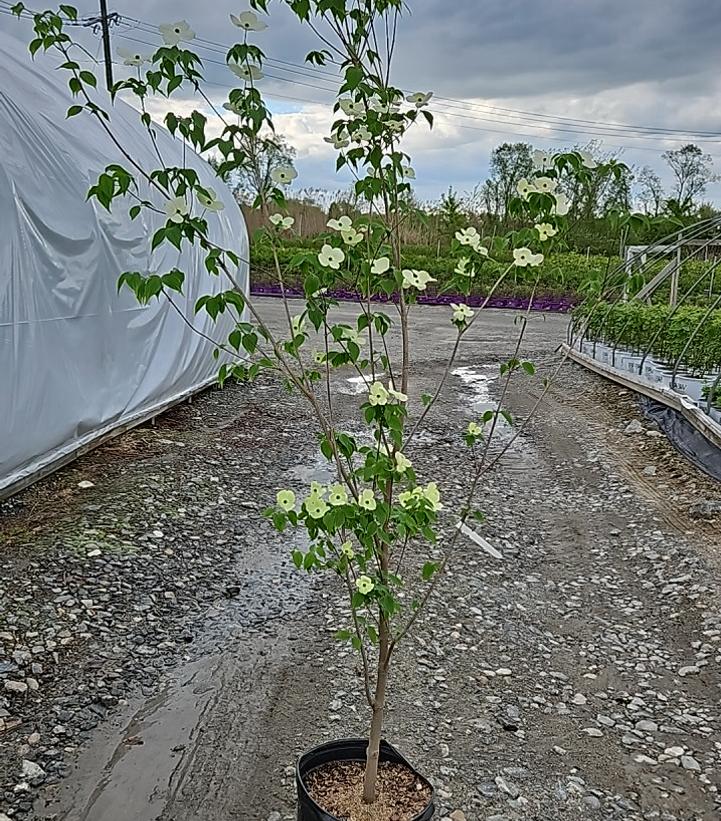 Cornus X Celestial®