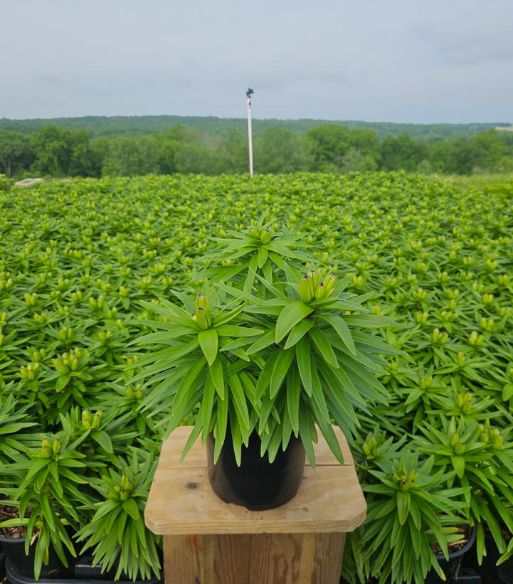 Lilium asiatic Fantasiatic Peach
