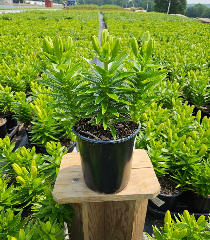 Lilium asiatic Fantasiatic Raspberry