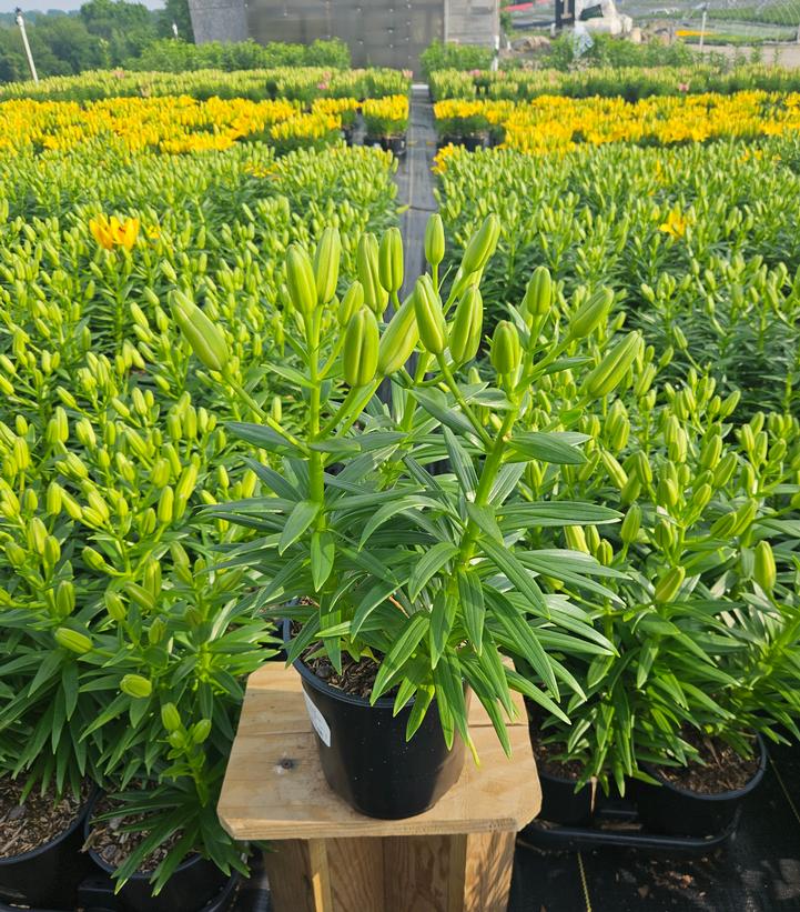 Lilium asiatic Fantasiatic White