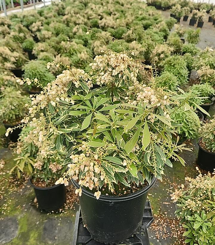 Pieris jap. Passion Party™ Pink Frost