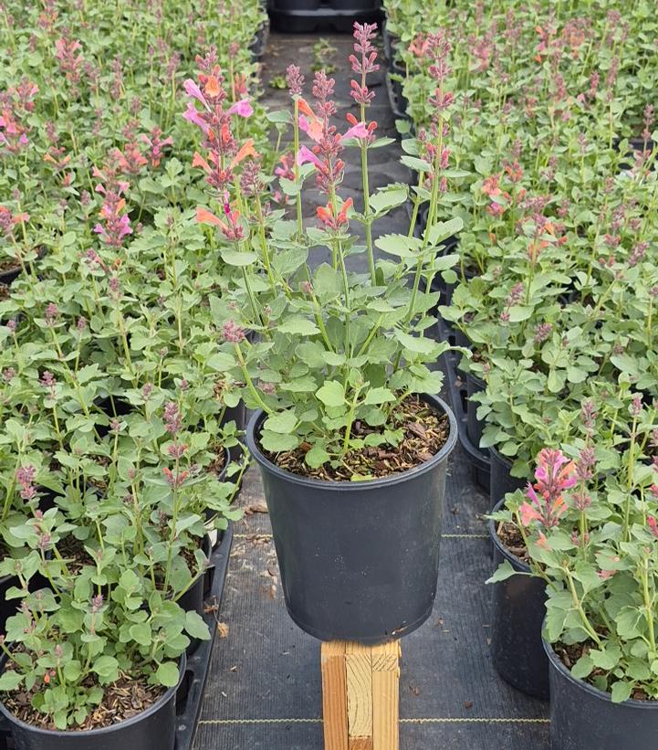 Agastache x 'Kudos Ambrosia'