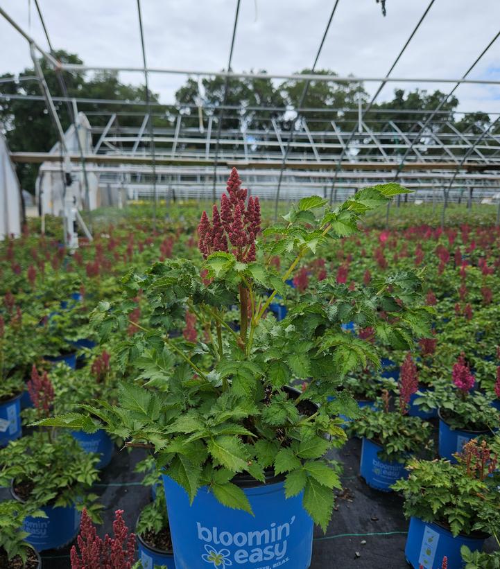 Astilbe chinensis You and Me Always®