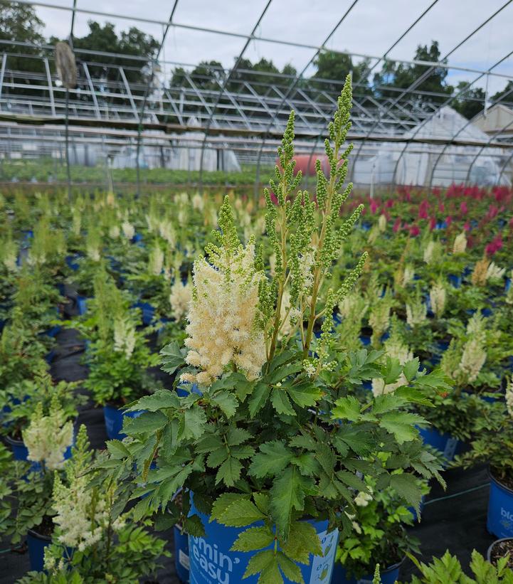 Astilbe chinensis You and Me Together®