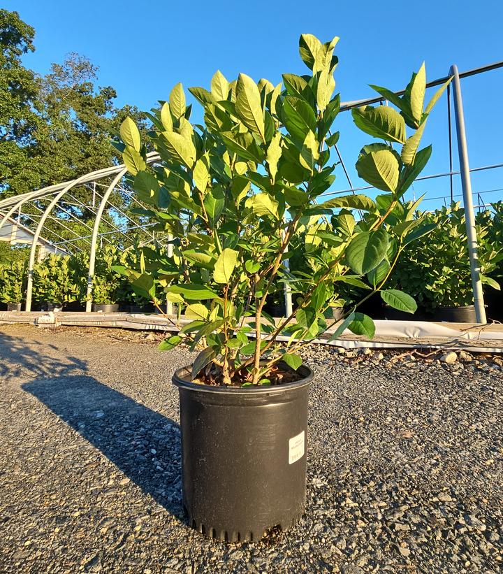 Aronia melanocarpa 