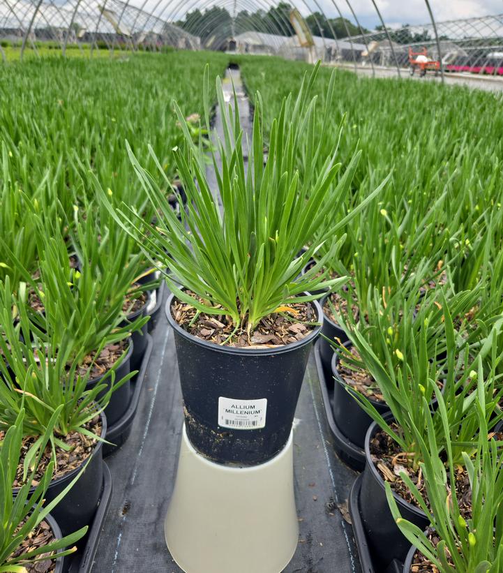 Allium x 'Millenium'