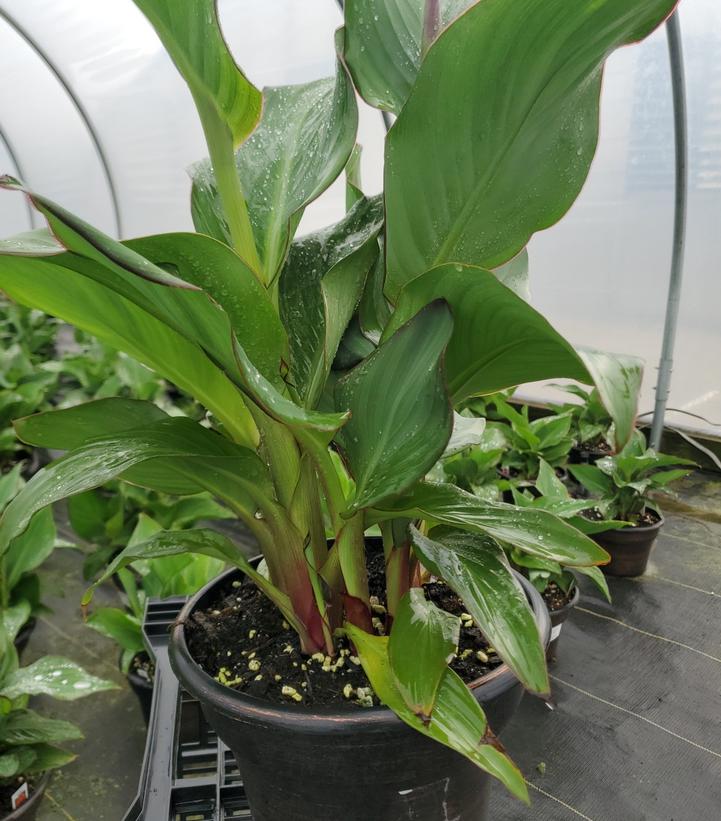 Canna x generalis Cannova® Rose