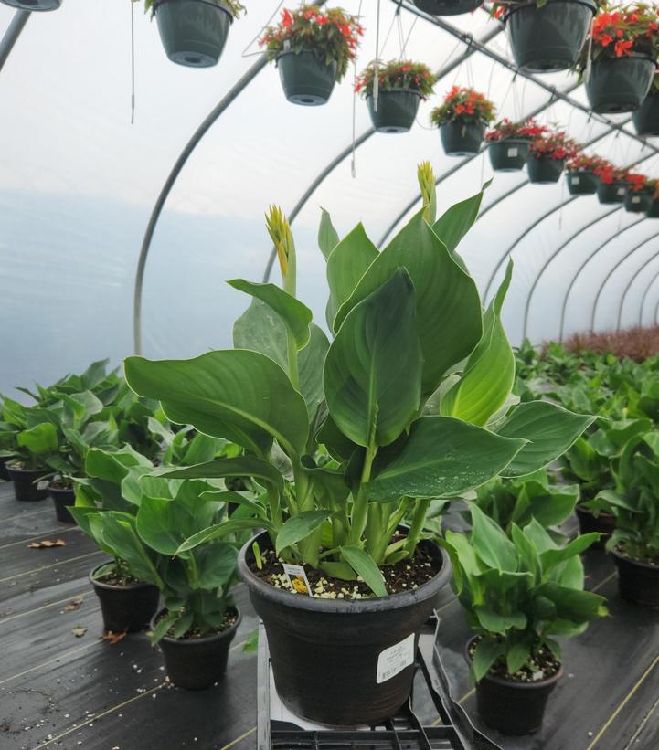 Canna x generalis Cannova® Yellow
