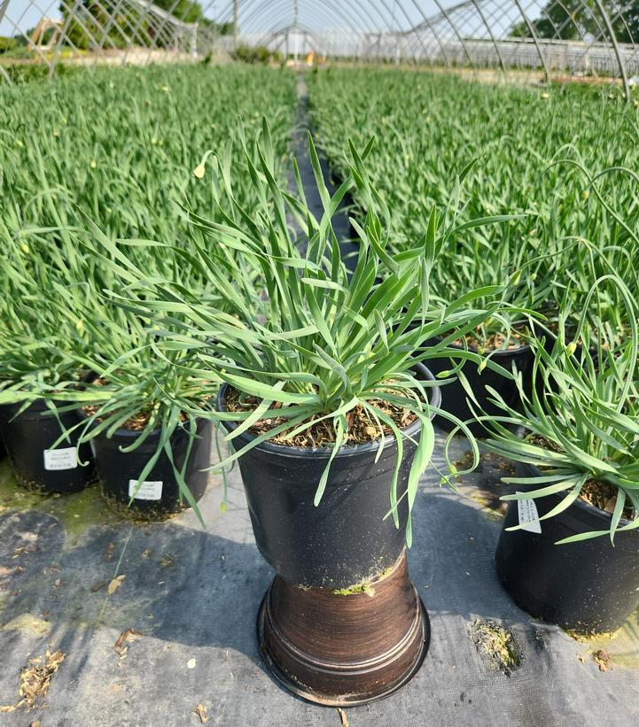 Allium x 'Medusa'