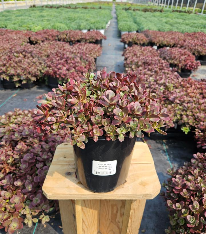 Sedum x Sunsparkler™ Sunsparkler® 'Firecracker'