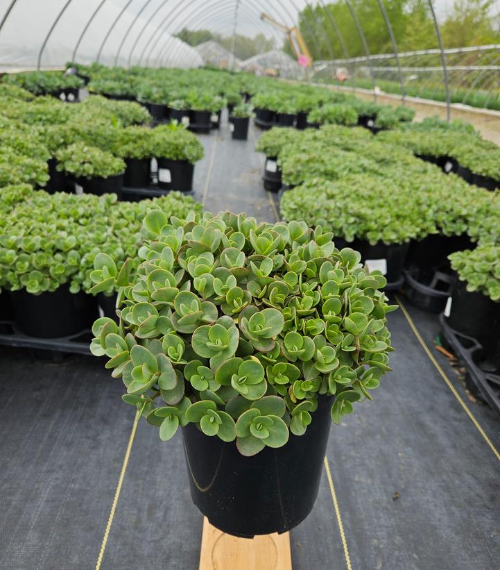 Sedum SunSparkler® 'Lime Zinger'