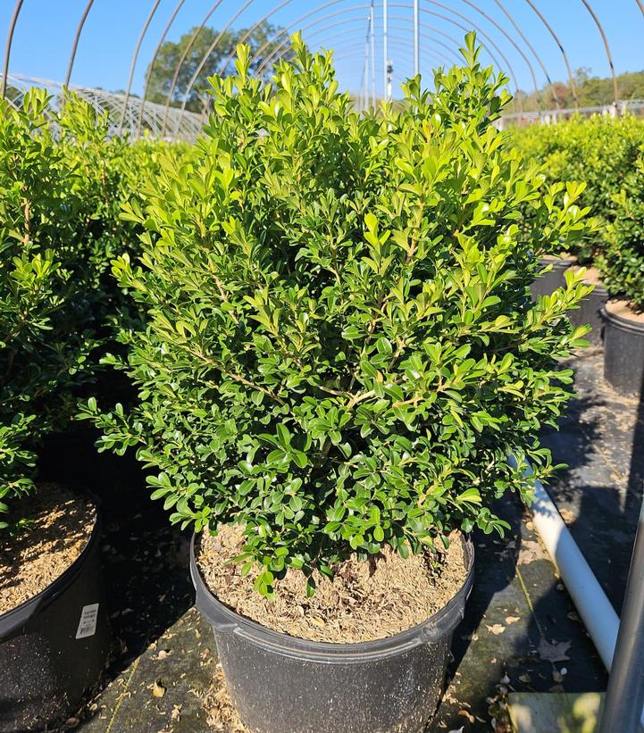 Buxus NewGen Independence®
