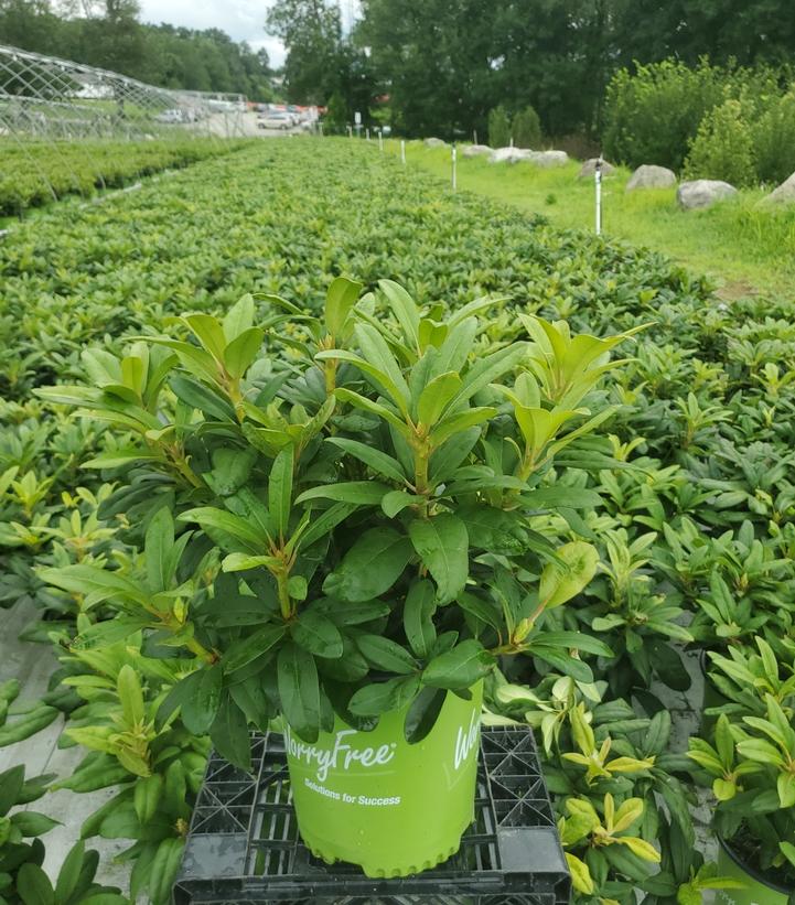 Rhododendron Holden's™ Peach