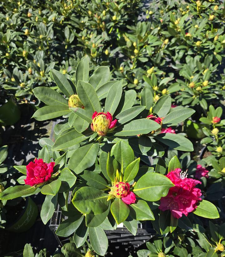 Rhododendron Holden's™ Red