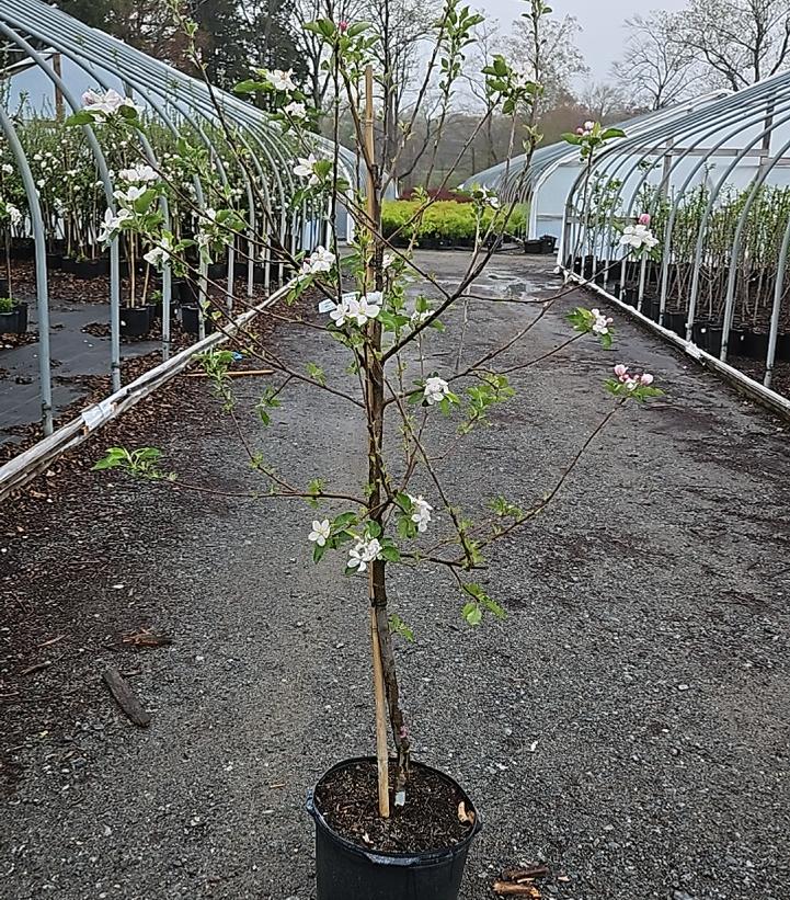 Malus domestica Goldrush