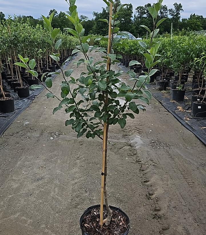 Malus domestica Honeycrisp 'Royal Red'