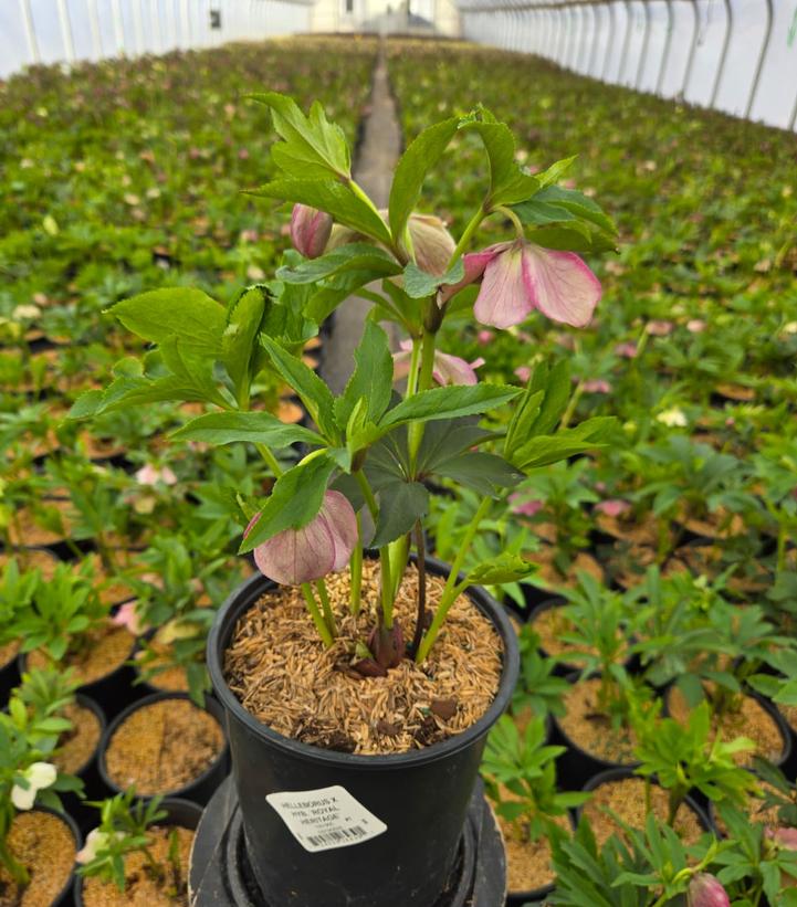 Helleborus x 'Royal Heritage'