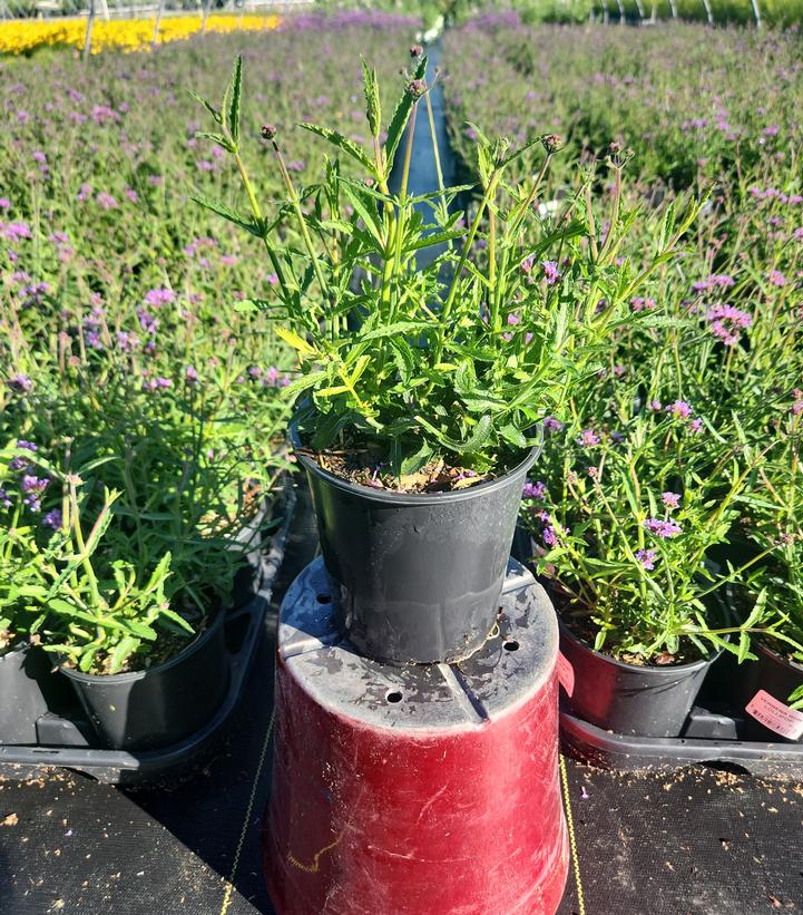 Verbena bonariensis 'Lollipop'