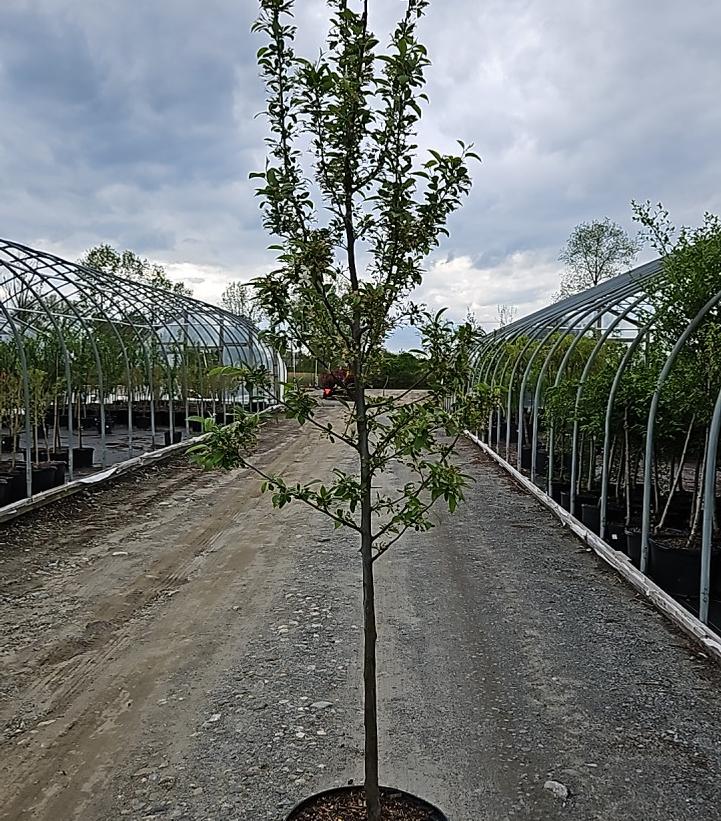Malus sp. Sweet Sugar Tyme®