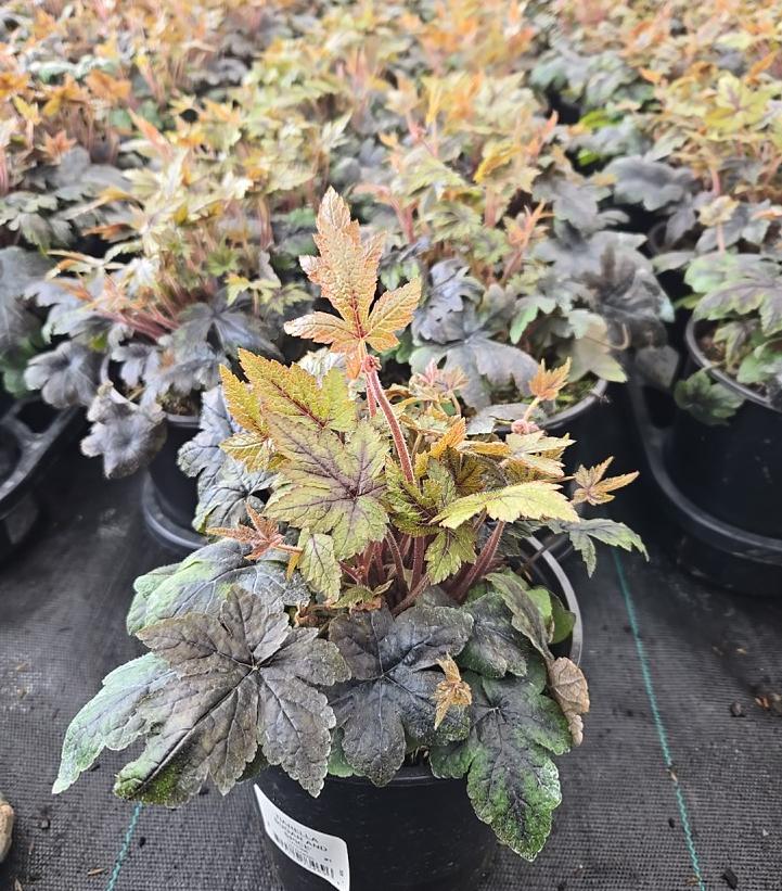Tiarella x 'Sugar & Spice'