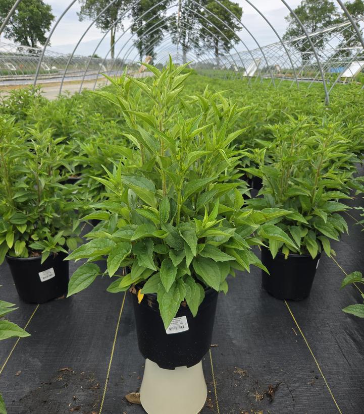 Rudbeckia fulgida 'Goldblitz'