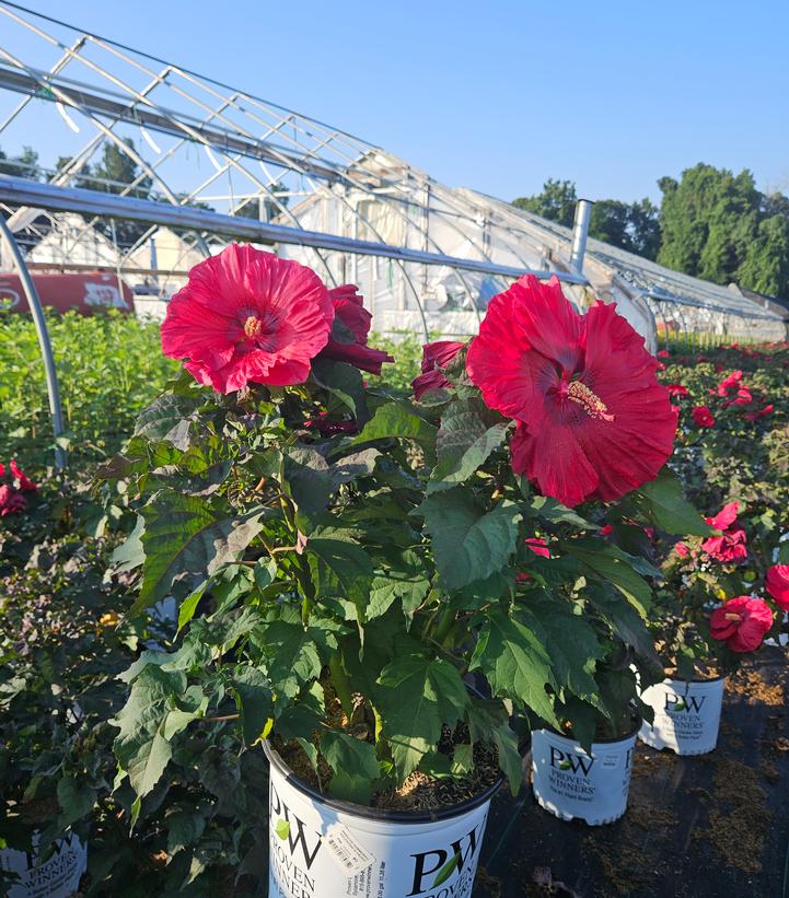 Hibiscus x Summerific® Valentine's Crush