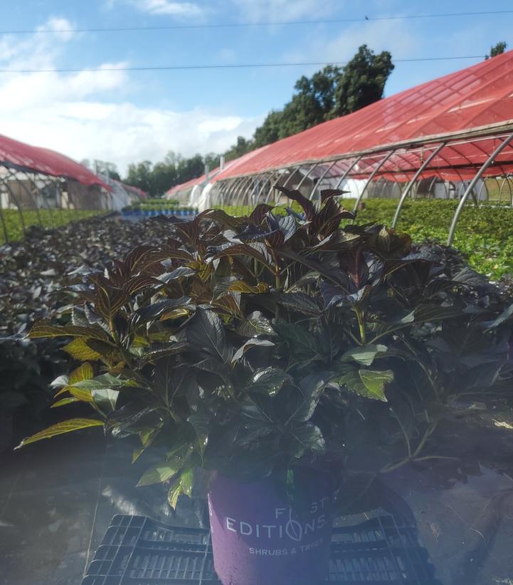 Hydrangea macrophylla Eclipse®