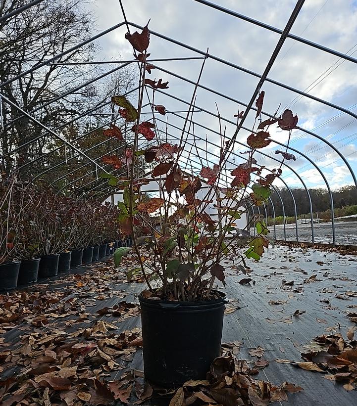 Viburnum opulus 'Roseum'