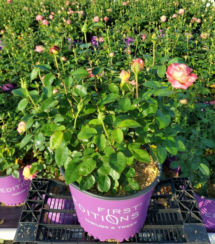 Rosa Love and Peace®