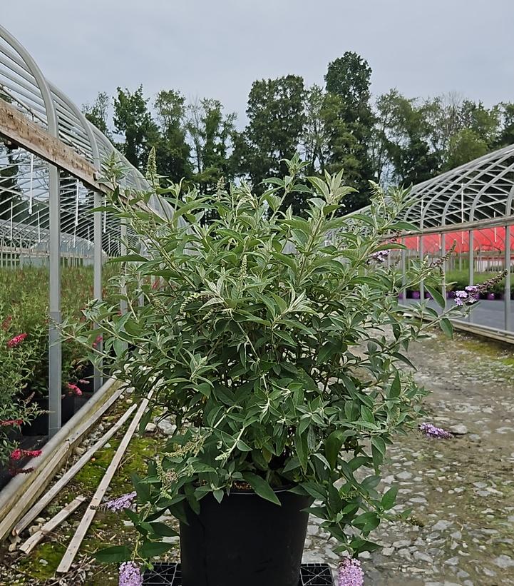 Buddleia davidii Monarch® 'Glass Slippers'