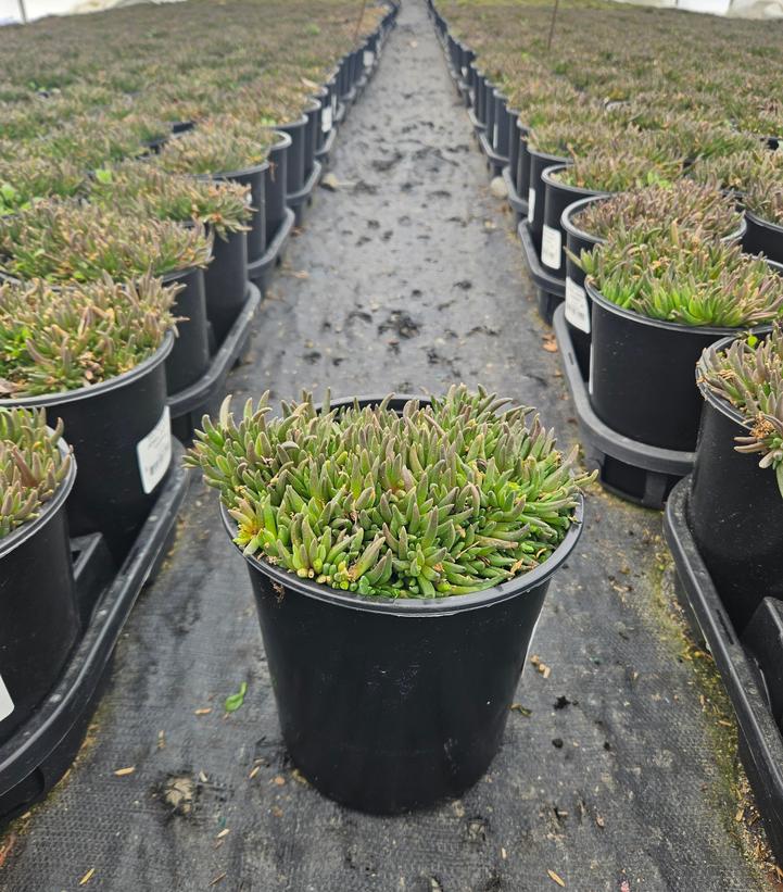 Delosperma cooperi Jewel of the Desert® Garnet