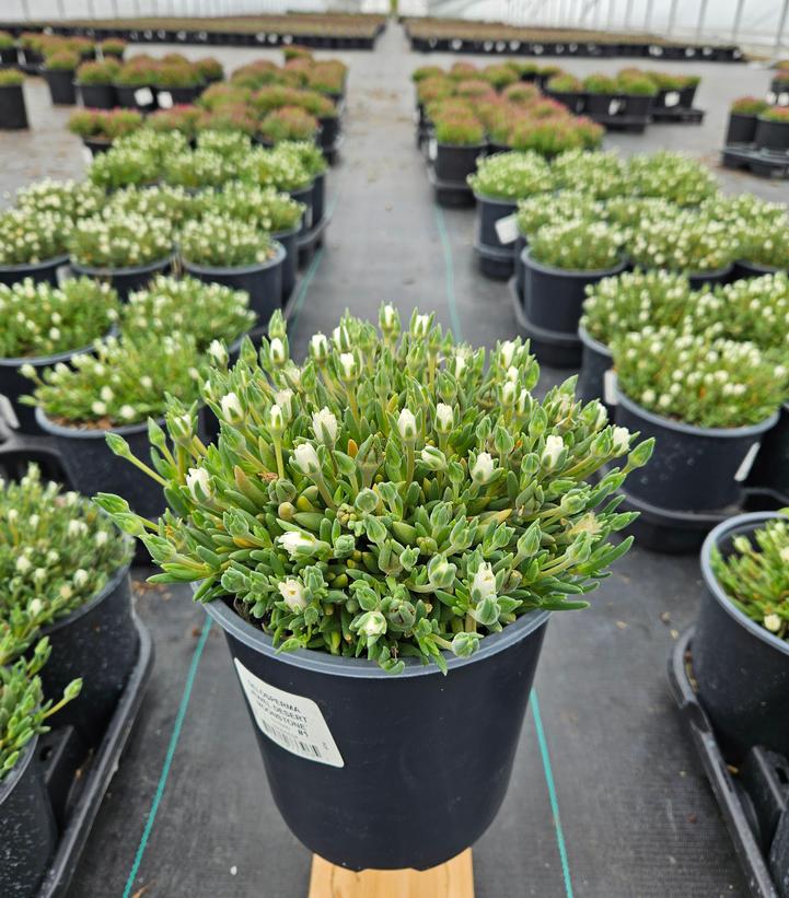 Delosperma cooperi Jewel of the Desert® Moonstone