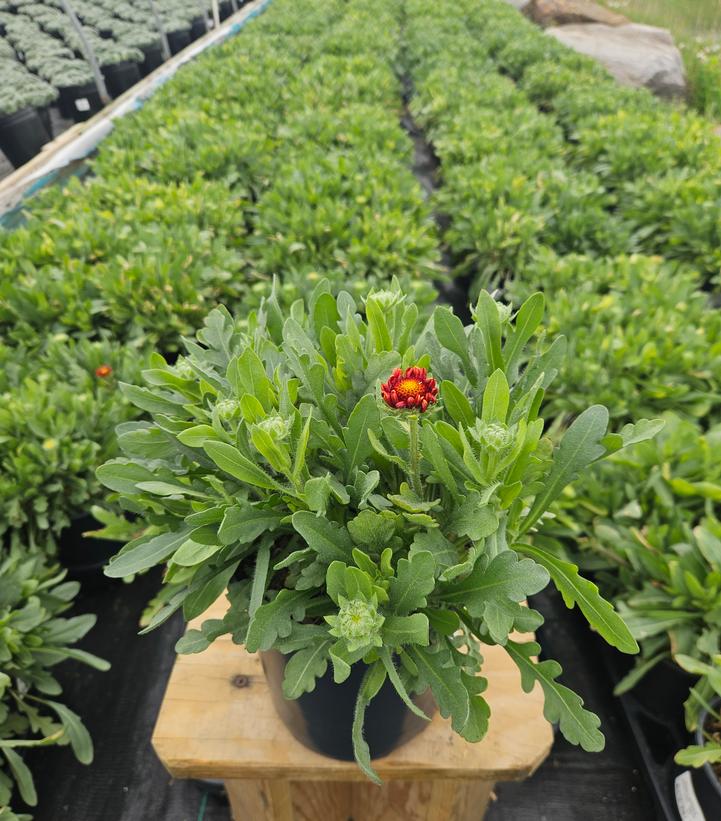 Gaillardia SpinTop™ Red
