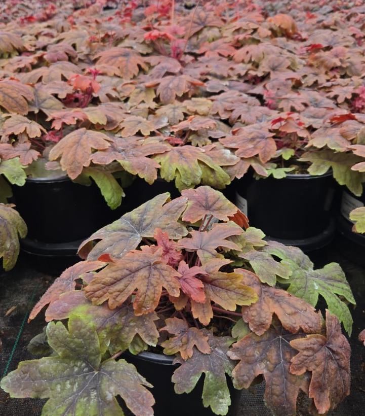 Heucherella x 'Sweet Tea'