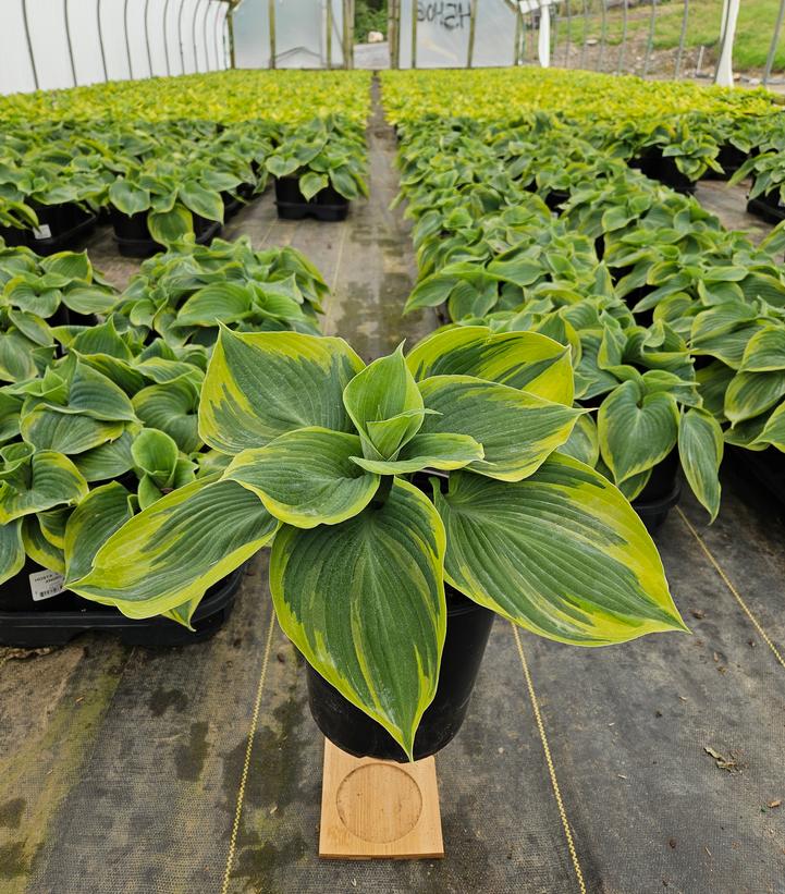 Hosta Earth Angel