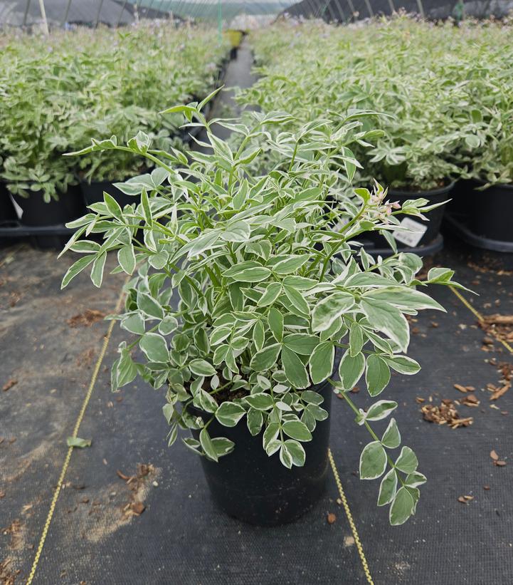 Polemonium 'Touch of Class'