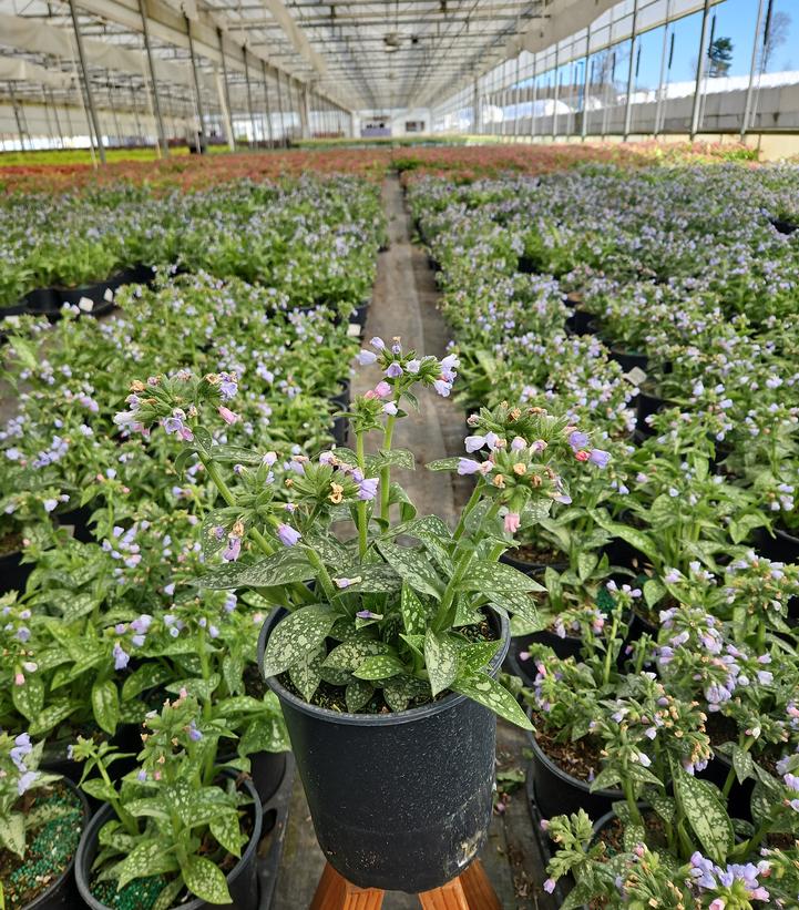Pulmonaria Twinkle Toes