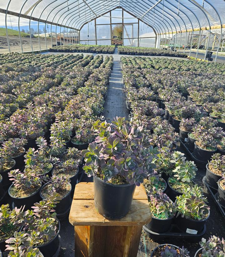 Sedum x SunSparkler® 'Plum Dazzled'