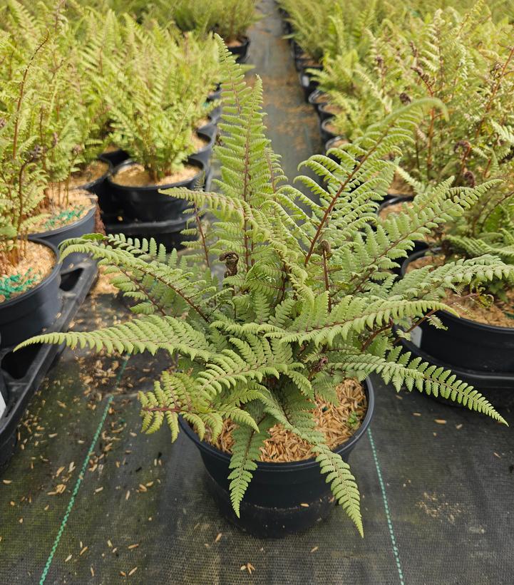 Athyrium nipponicum x 'Ghost'