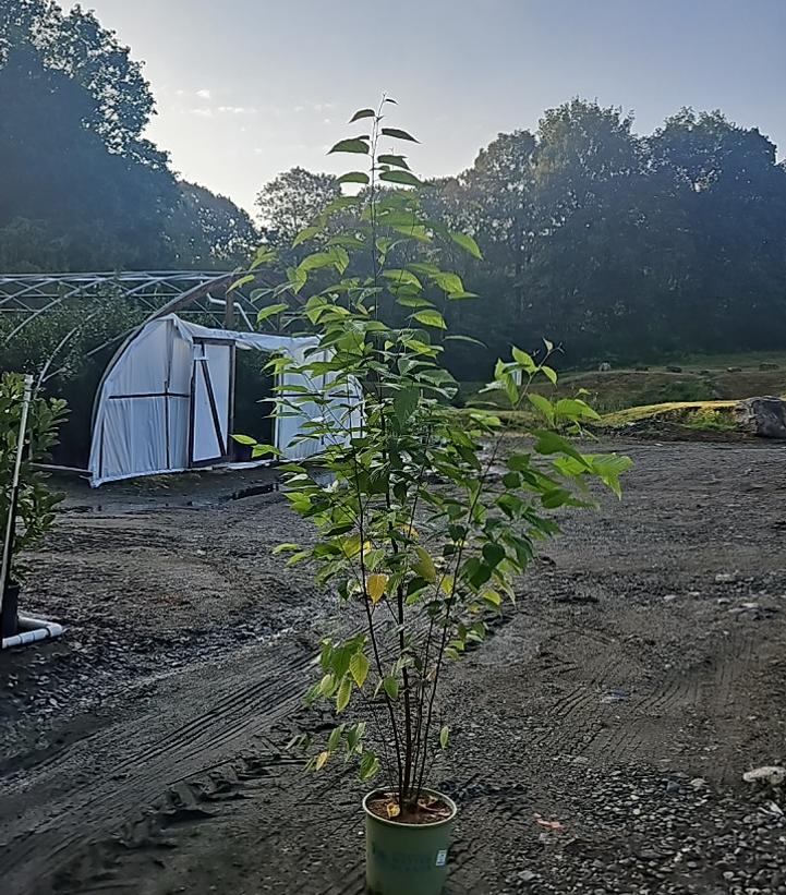 Betula lenta 